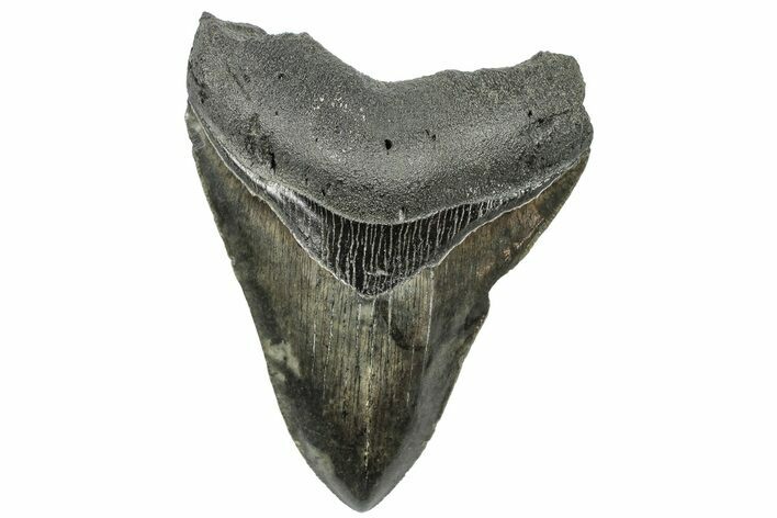 Serrated, Fossil Megalodon Tooth - South Carolina #203078